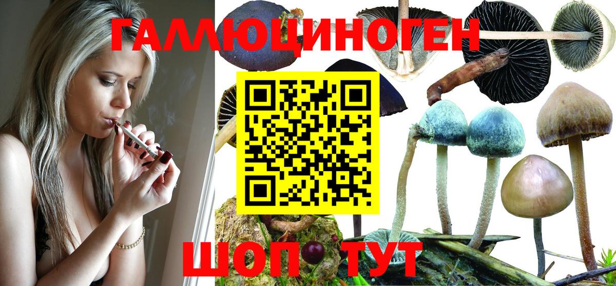 Галлюциногенные грибы Psilocybine cubensis Ростов-на-Дону